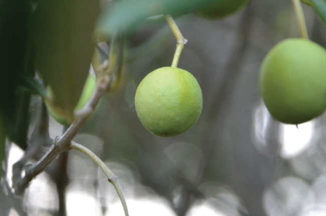 Monte_Amiata_seggiano_DOP_Olivastra_Frutto_Perla