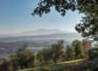 Foto panoramica dall'oliveto