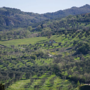 Monte_Amiata_seggiano_DOP_Olearie_2018_Oliveti