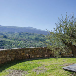 Monte_Amiata_seggiano_DOP_Olearie_2018_Olivo