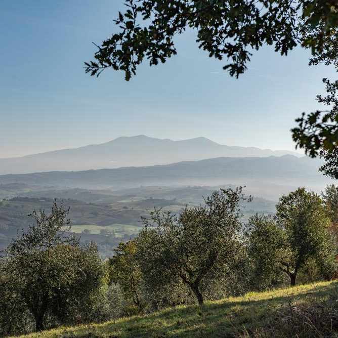Foto panoramica dall'oliveto