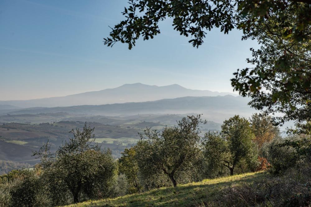 Foto panoramica dall'oliveto